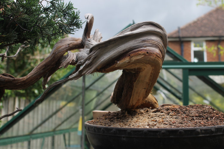 juniper bonsai deadwood